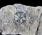 Zapfen von Metasequoia sp. HU & CHENG 1948 - Bild © FossNet FossilienStore